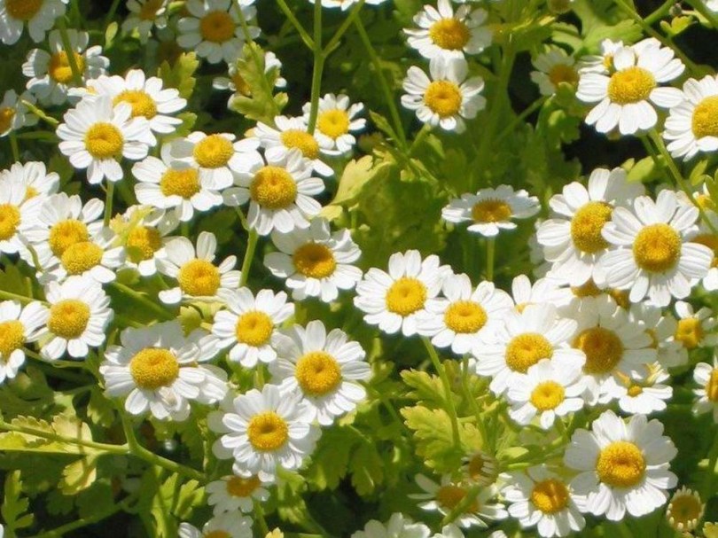Őszi margitvirág - Morzsika - Tanacetum parthenium, Tanacetum parthenium, ehető virág
